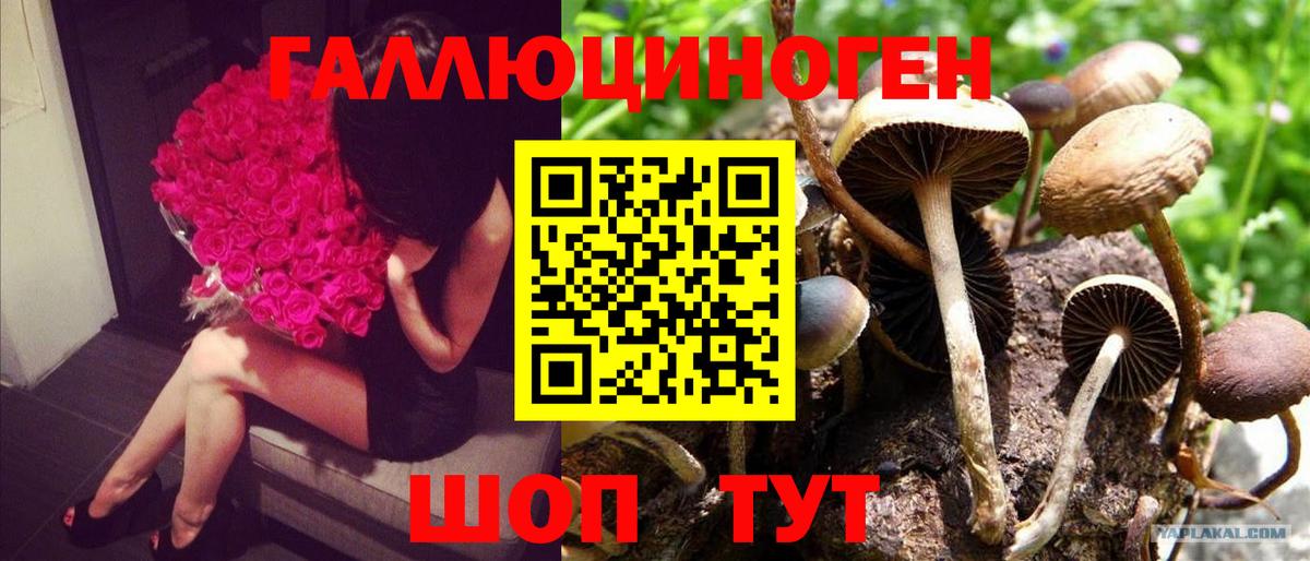 Псилоцибиновые грибы прущие грибы Черняховск